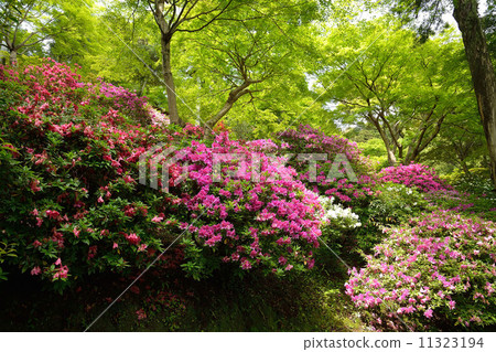 Taikodoji (Azalea Temple) 11323194