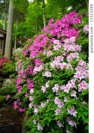 Taikodoji (Azalea Temple) Taikodoji (Azalea Temple) 11323349