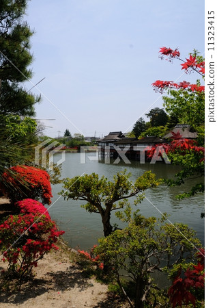 Azalea of Nagaoka Tenman-gu 11323415