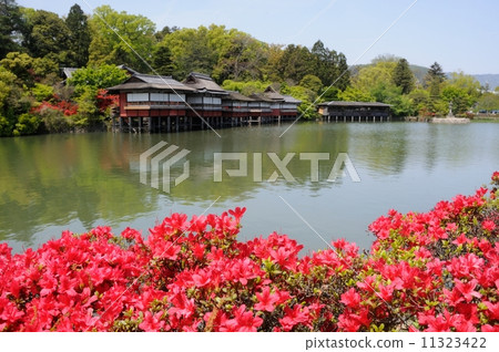 Azalea of Nagaoka Tenman-gu 11323422