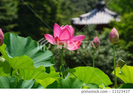 Lotus flowers at Mimurotoji Temple 11323437