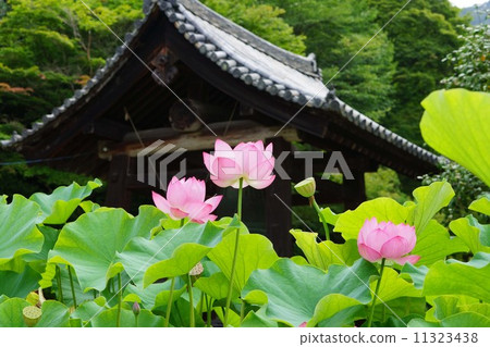 Lotus flowers at Mimurotoji Temple Lotus flowers at Mimurotoji Temple 11323438