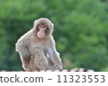 Japanese macaques 11323553