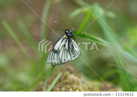 Miyama white slope just after emergence Miyama white slope just after emergence 11323632