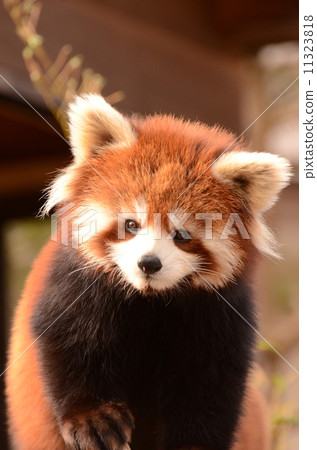 Children's lesser panda 11323818