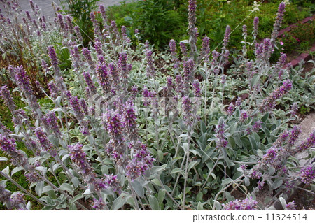 Rainbow Bears Which Died Rainbow Bears Which Died 11324514