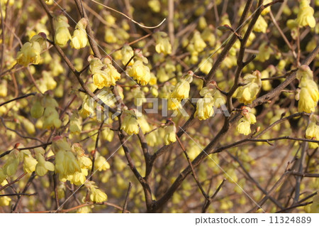 Hyuga mizuki：Hinata Mizuki 11324889