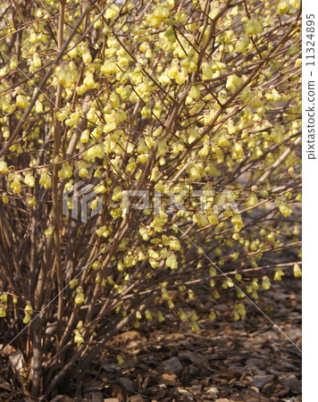 Hyuga mizuki: Hinata Mizuki Hyuga mizuki: Hinata Mizuki 11324895