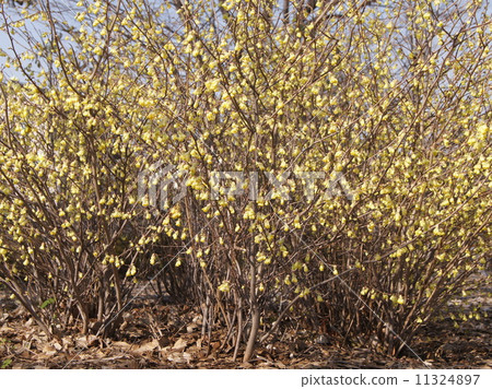 Hyuga mizuki：Hinata Mizuki 11324897