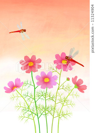 日落和紅色蜻蜓 11324904