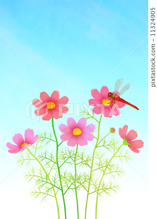 Cosmos and red dragonfly 11324905