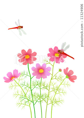 宇宙和紅蜻蜓 11324906