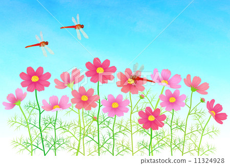 Cosmos and red dragonfly - Stock Illustration [11324928] - PIXTA