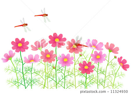 Cosmos and red dragonfly Cosmos and red dragonfly 11324930