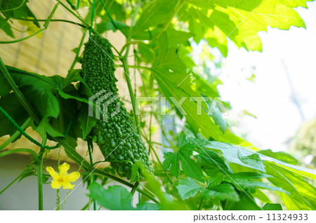 Bitter gourd Bitter gourd 11324933
