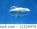 White dolphin 11324970