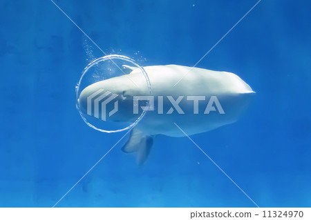White dolphin White dolphin 11324970