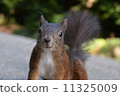 Squirre 11325009