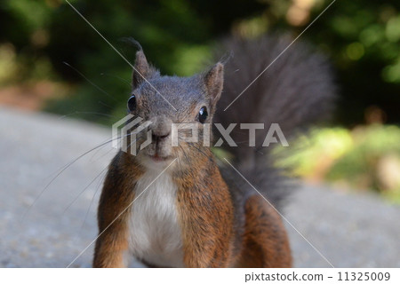 Squirre 11325009