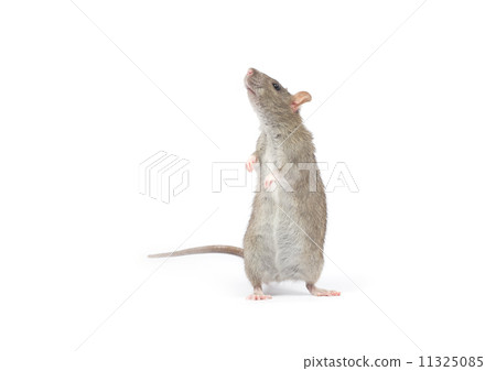 rat rat 11325085