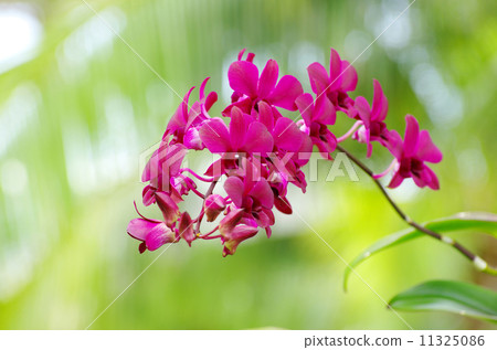 beautiful orchid beautiful orchid 11325086