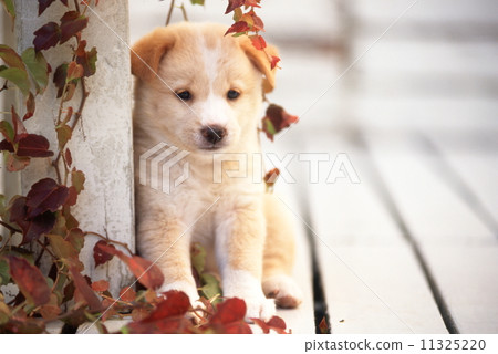 Cute little puppy 11325220