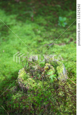 苔蘚樹樁 苔蘚樹樁 11325292