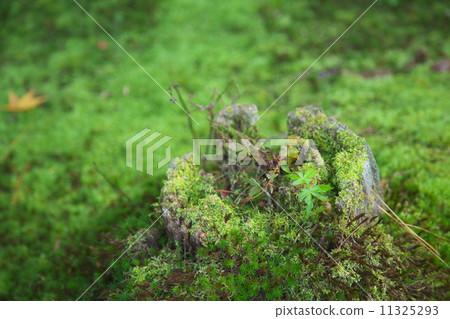苔蘚樹樁 11325293