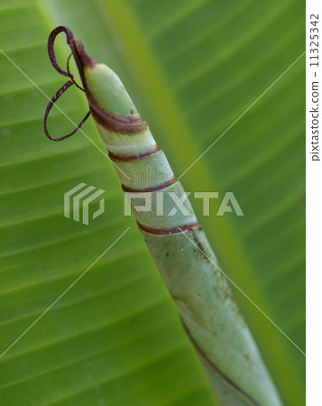 Banana Leaf Banana Leaf 11325342