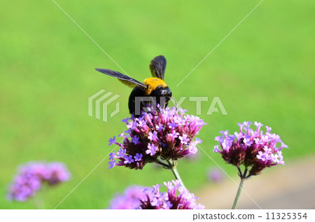 Cute bear bee♪ Cute bear bee♪ 11325354