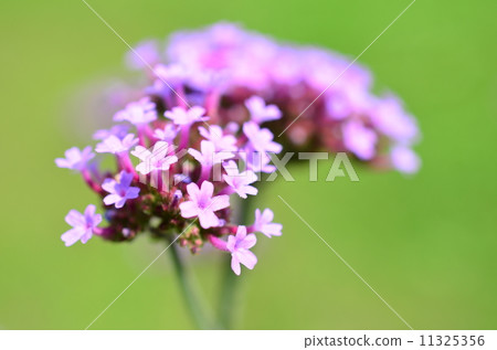 Flowers popular with insects♪ 11325356