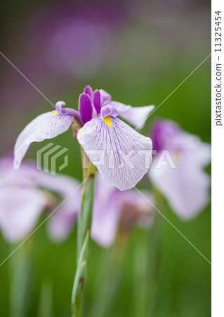 鳶尾花 11325454