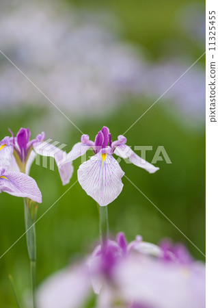鳶尾花 11325455