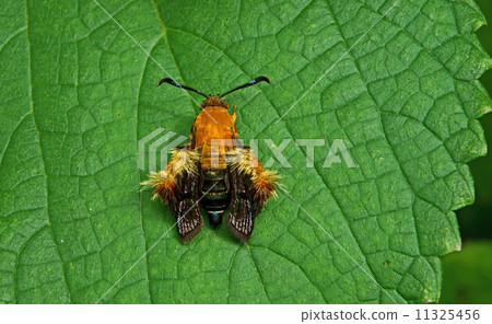 Blueberry squirrel 11325456