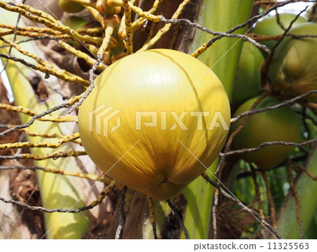 coconut coconut 11325563