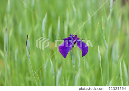 Iris Iris 11325564