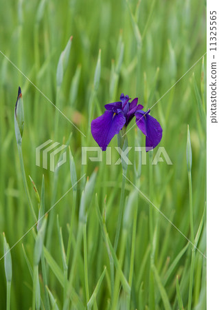 Iris Iris 11325565