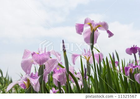 鳶尾花 11325567