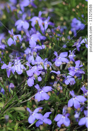 Azzurro compact · sky blue Azzurro compact · sky blue 11325686