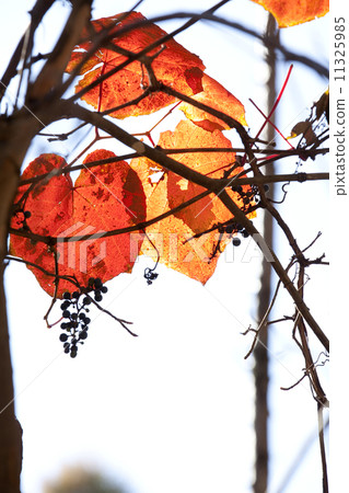 Yamabupudo秋葉 11325985