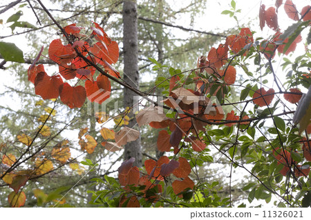 Autumn leaves of Yamabupudo Autumn leaves of Yamabupudo 11326021