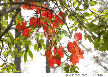 Yamabupudo秋葉 11326022