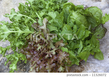 Leafy vegetables Leafy vegetables 11326072