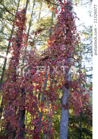 Yamabupudo秋葉 11326077