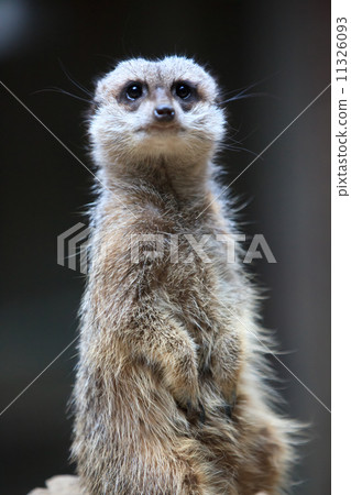 狐獴 狐獴 11326093