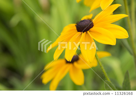 夏天的向日葵 夏天的向日葵 11326168