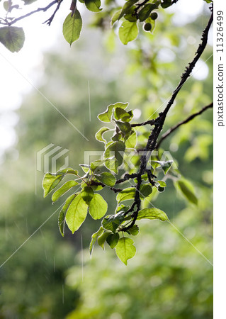 rain in the garden 11326499