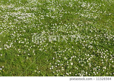 Many white small flowers in top view of meadow 11326564