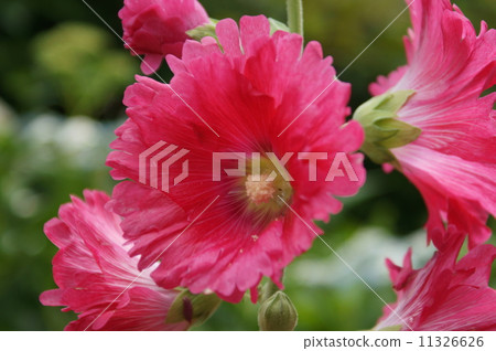 Tachiaoi Ario Althaea rosea 11326626