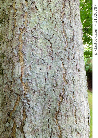 樹皮系列·皺紋 11326787